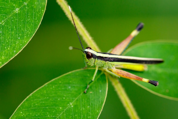 写真 緑の葉にサトウキビの白い先端のイナゴバッタ（ceracris fasciata）のイメージ。昆虫動物。 caelifera。、アクリ科