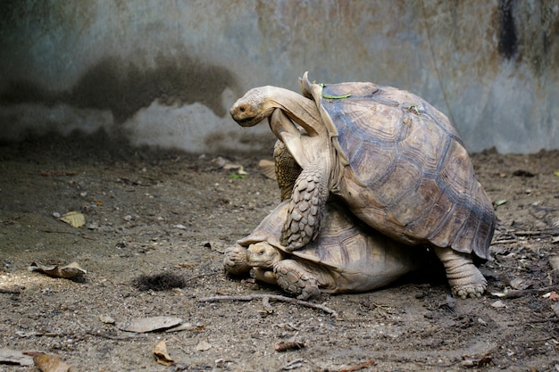 Изображение черепахи sulcata разводят черепаху или африканскую шпору (geochelone sulcata). рептилии. животные.