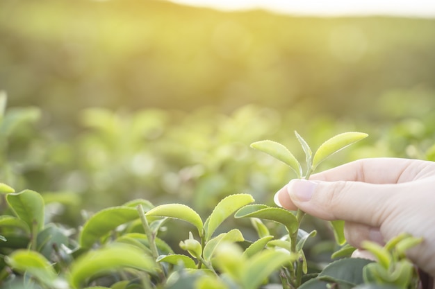 写真 朝の有機緑茶を選ぶ女性の手の画像。