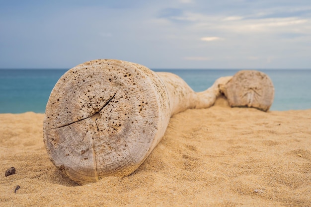 Image of an old log at the white sand beach