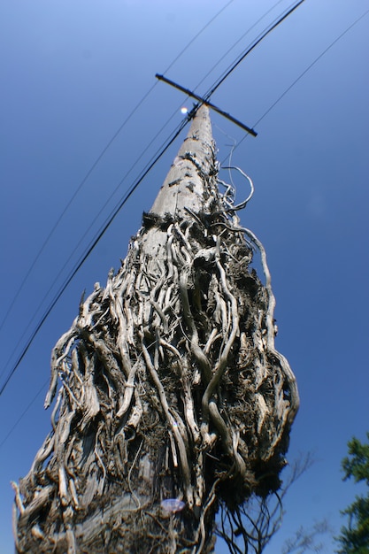 Image of old telephone pole looks like it has snakes coming out of its base but that's just the bark of the log used to make the pole