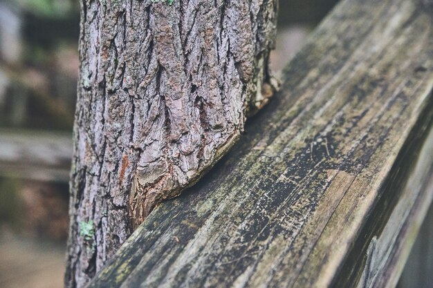 Изображение старых деревянных перил с деревьями, растущими вокруг них