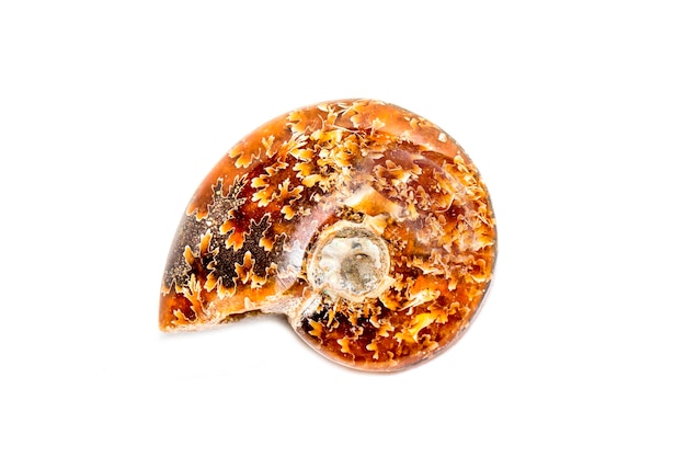 白い背景にオレンジ色の模様のアンモナイトの画像 化石 海の貝殻