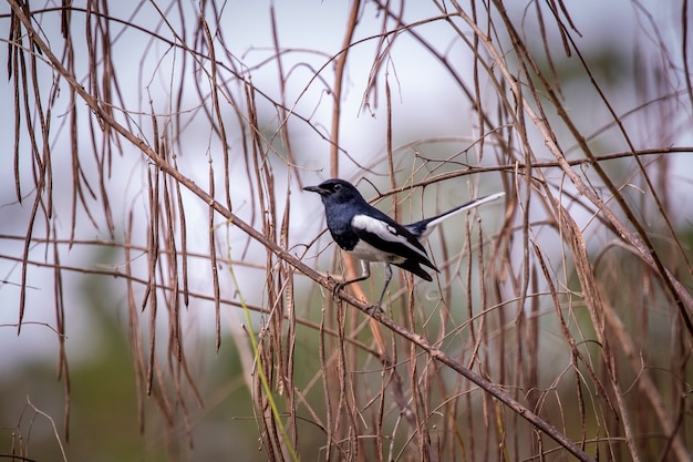 Immagine di oriental magpie robin (copsychus saularis) su un ramo di albero su bianco.