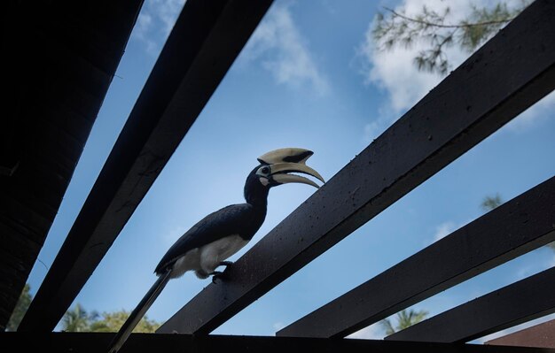 image of an Oriental Pied Hornbill