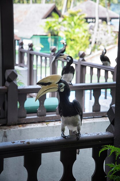 Photo image of an oriental pied hornbill