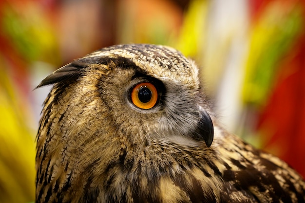 Image of an owl on nature. Birds. Wild Animals.