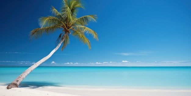 An image of a palm tree on a white sandy beach