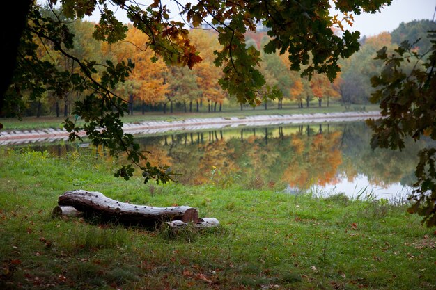 Image in a park during a rainy autumn day