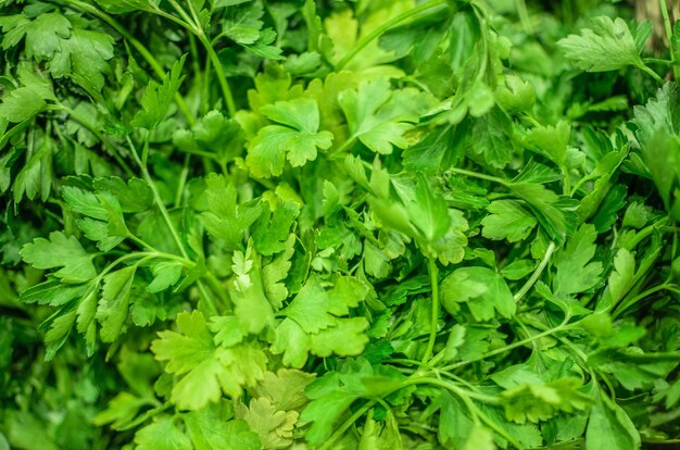 Image of parsley stocked in market for consumption