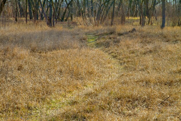 image of a path in a thicket of an abandoned park