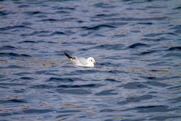 image pet seagull floats on the waves