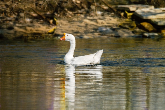 Image of a pet a white goose swims on a pond