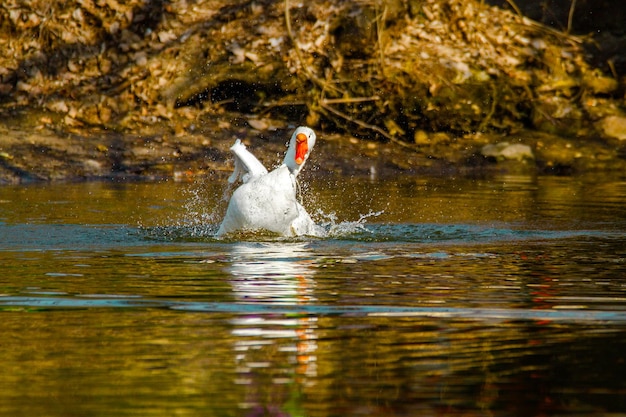 Image of a pet a white goose swims on a pond
