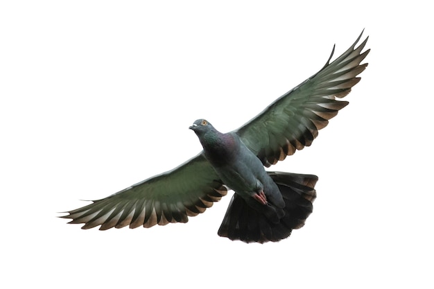 Immagine del piccione che vola isolato su sfondo bianco., uccelli, animali.