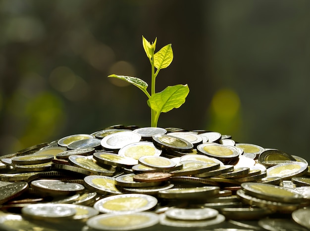 Image of pile of coins with plant on top for business