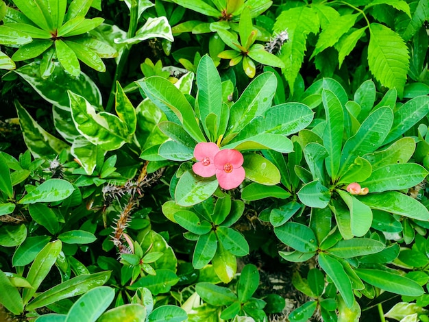 カラフルな風景の幾何学式庭園のピンクの花の画像