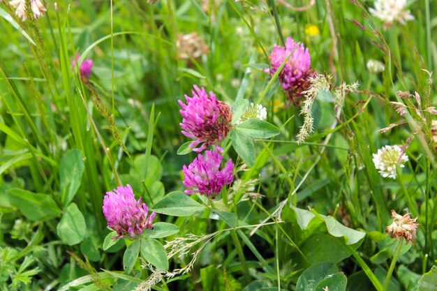 The image of pink flowers of clover