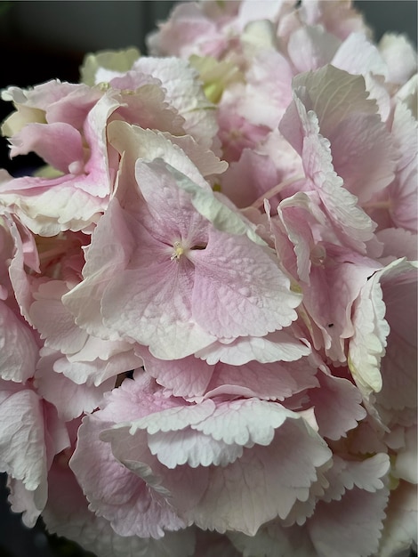 An image of a pink hydrangea flower