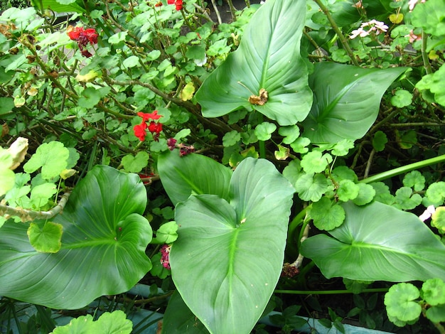 温室で緑の葉が大きい植物の画像