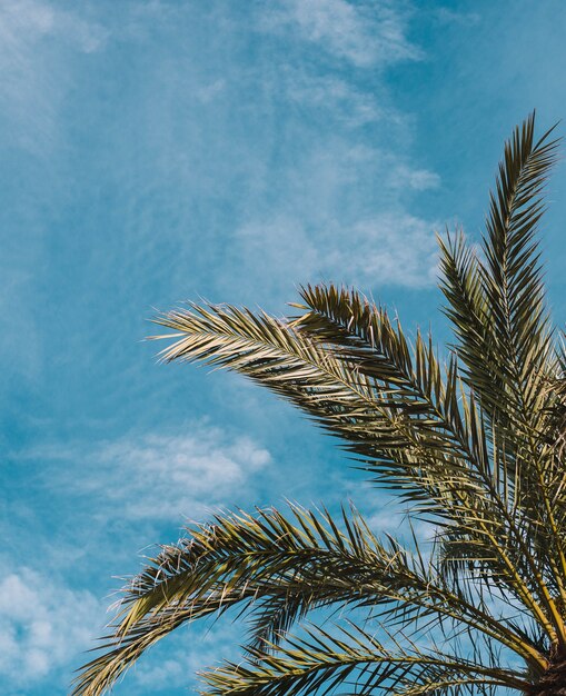 image of plants and palm trees