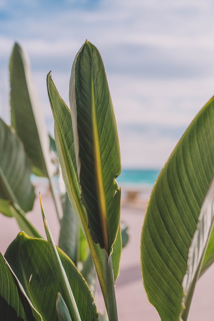 image of plants and palm trees