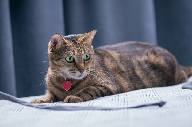 Image of a playful purebred bengal cat in a pink collar. the\
concept of caring and love for pets. mixed media