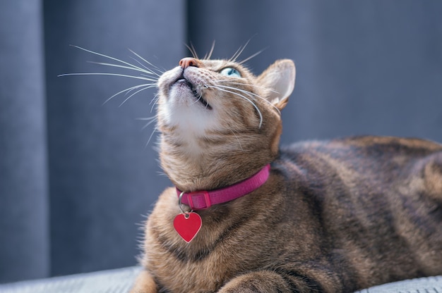 Photo image of a playful purebred bengal cat in a pink collar. the concept of caring and love for pets. mixed media