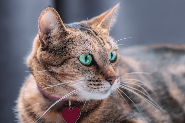 핑크 칼라에 장난이 심 하구나 순종 벵골 고양이의 이미지. 애완 동물에 대한 배려와 사랑의 개념. 혼합 매체