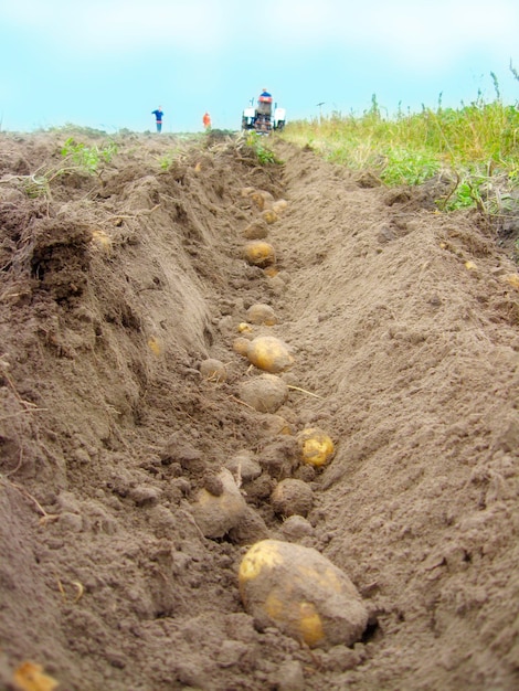 Image of process of harvesting of a potato