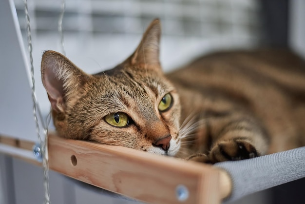 Photo image of a purebred bengal cat lying on a hammock attached to a heater pet care concept