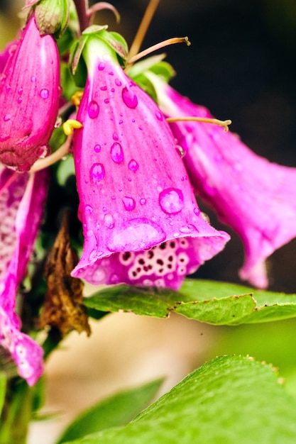 露の滴と紫色の花の画像