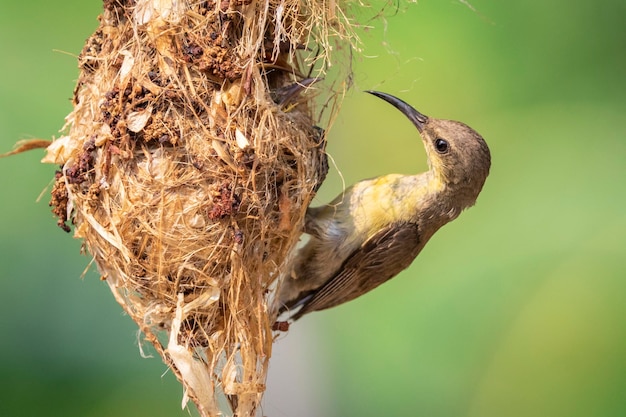 자연 배경 Cinnyris asiaticus 조류 동물에 새의 둥지에서 아기 새를 먹이 보라색 Sunbird 여성의 이미지