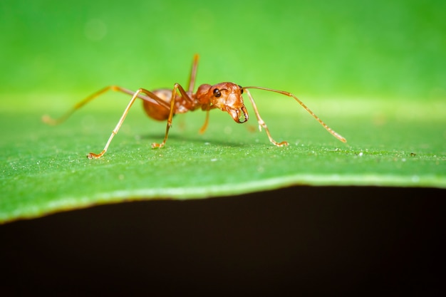 녹색 잎에 붉은 개미 (Oecophylla smaragdina)의 이미지. 곤충. 동물