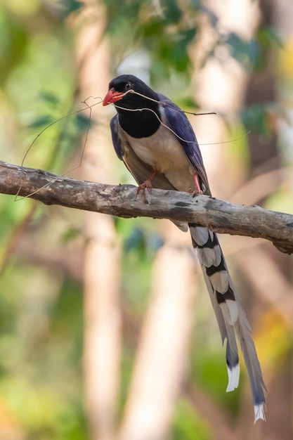 자연 배경 동물에 나뭇가지에 빨간색 청구된 블루 까치 새의 이미지