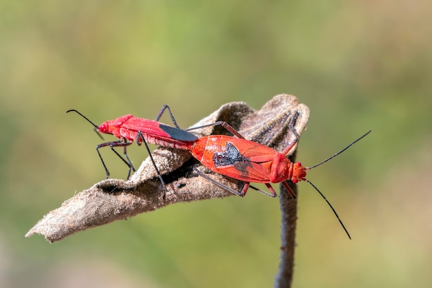 Изображение красного хлопкового жука Dysdercus cingulatus на листе Насекомое Животное Pyrrhocoridae