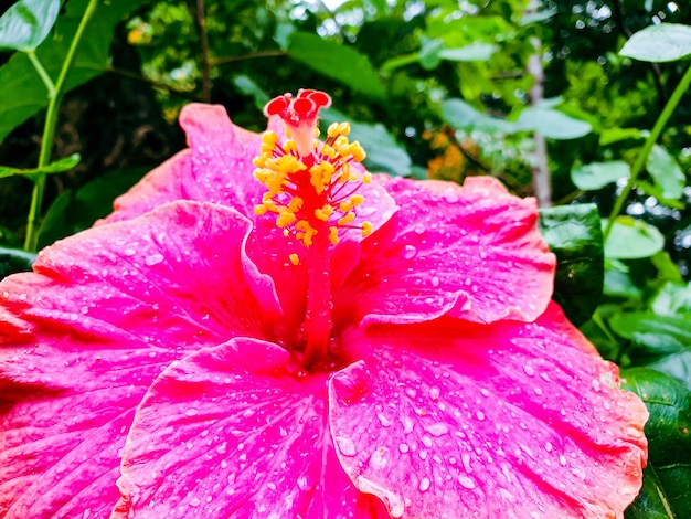 Image of red flower in a colorful landscape formal garden.