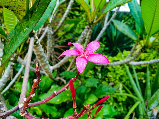 Image of red flower in a colorful landscape formal garden