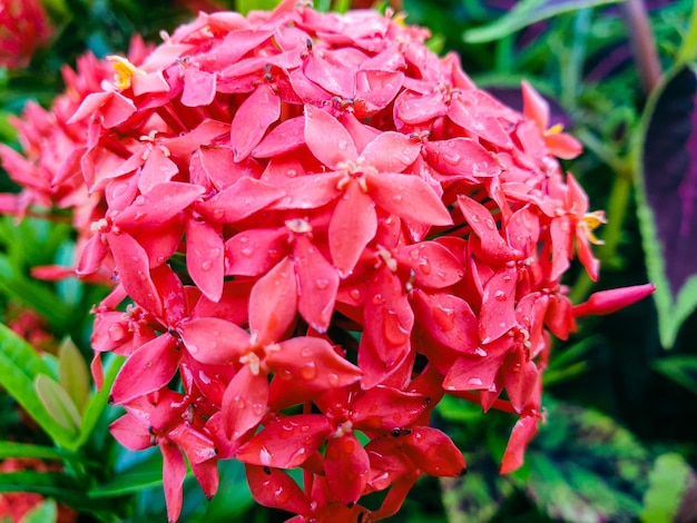 Image of red flowers in a colorful landscape formal beautiful garden