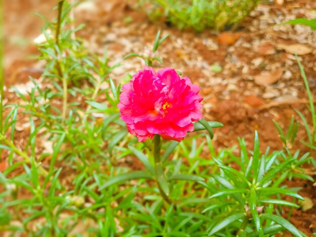 Image of red flowers in a colorful landscape formal garden