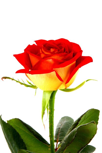 Image of a red rose bud closeup