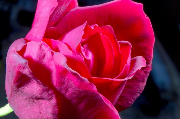 Image of a red rose bud closeup