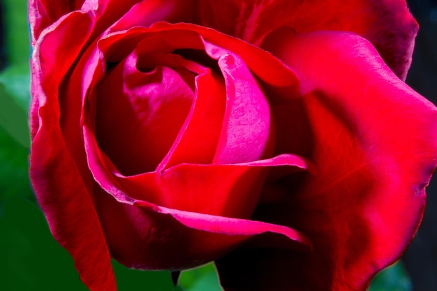 Image of a red rose bud closeup