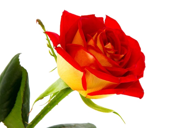 Image of a red rose bud closeup