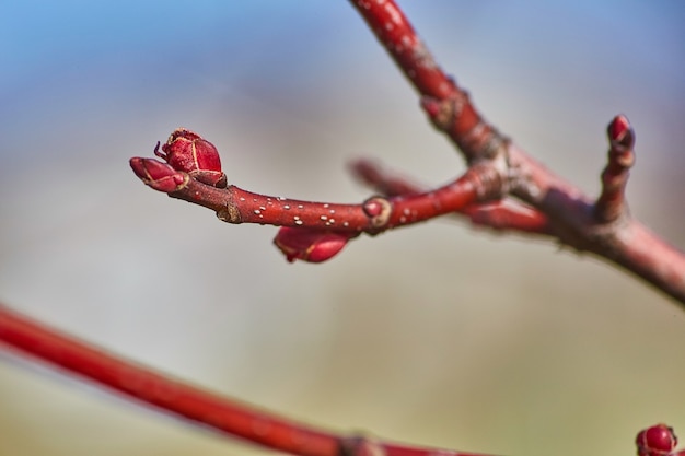 Image of Red stemmed plant with budding red bud