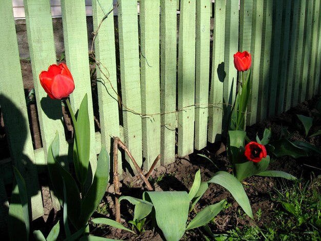 Image of red tulips under the fence