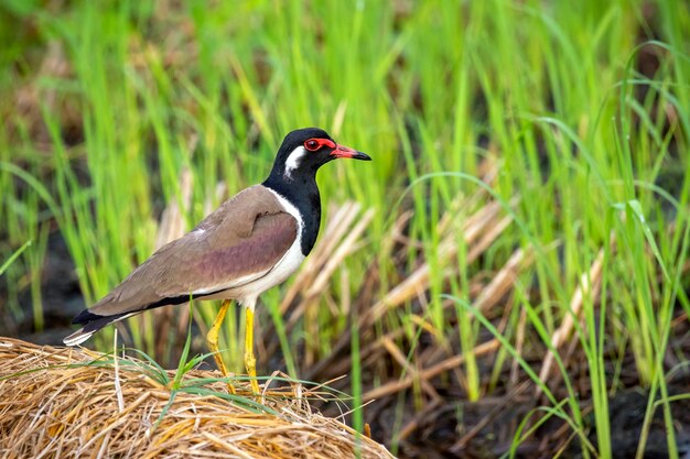 Image of red-wattled lapwing bird (Vanellus indicus) on nature.