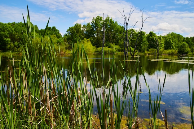 Image of Reeds in swampy lake detail with lush green forest in background