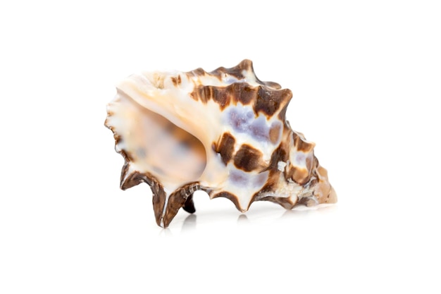 レイシア・ビツベルクラリスの画像 貝殻 通称