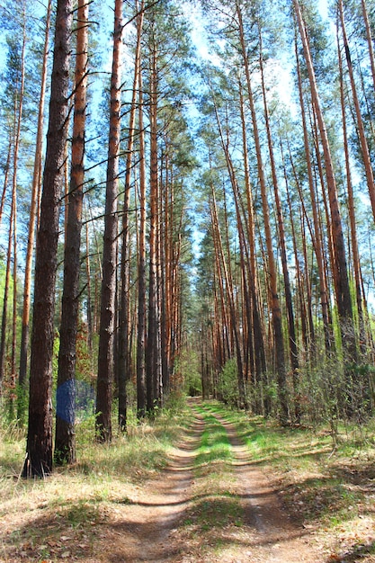 Image of road in the spring forest with green pines